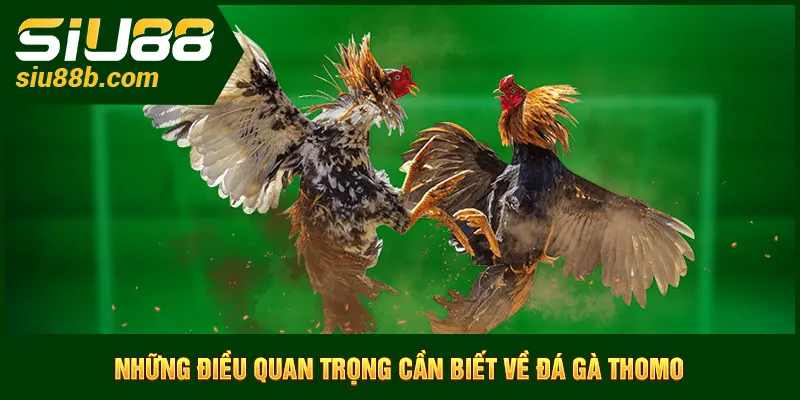 Những điều quan trọng cần biết về đá gà Thomo