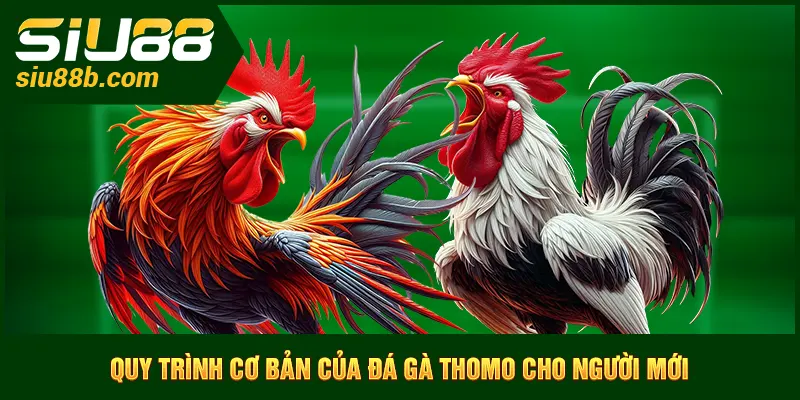 Quy trình cơ bản của đá gà Thomo cho người mới